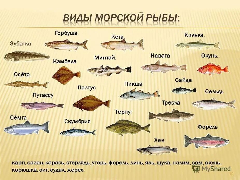 Виды рыб. Разновидности рыб морских. Название рыб. Рыба названия список.