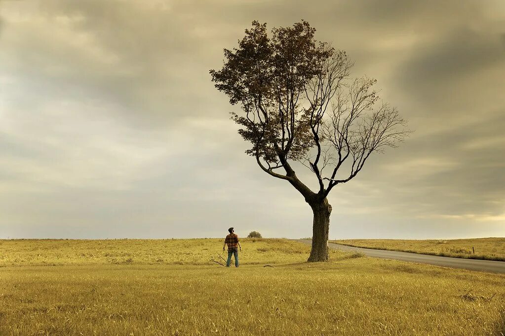 From the ground up. Tree distance. Trees in distance. TRUSTING from the ground. People under Tree in distance.