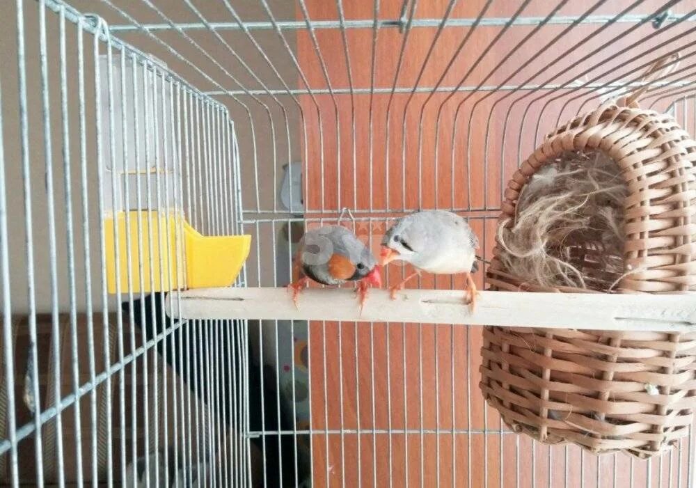 Птица домашняя амадин. Зебровые амадины яйца. Амадины линяют. Условия содержания амадинов. Попугаи зебровые амадины.