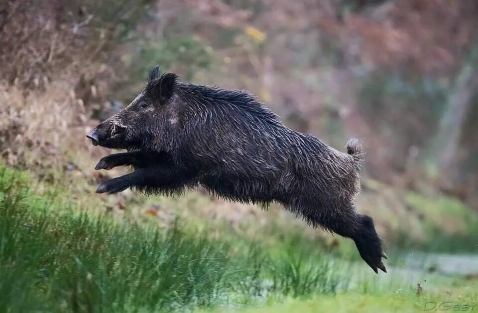 Дикий кабан секач вепрь. Кабан убегает. Кабан пробежал. Вепрь секач бег. Кабан пробежал.