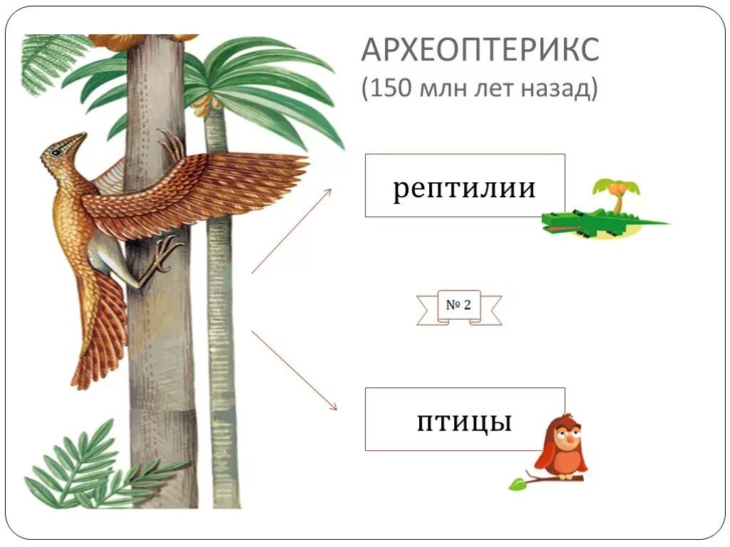 Признаки рептилий и птиц. Сходства археоптерикса с пресмыкающимися и птицами. Археоптерикс признаки птиц и пресмыкающихся. Археоптерикс таблица. Археоптерикс строение.