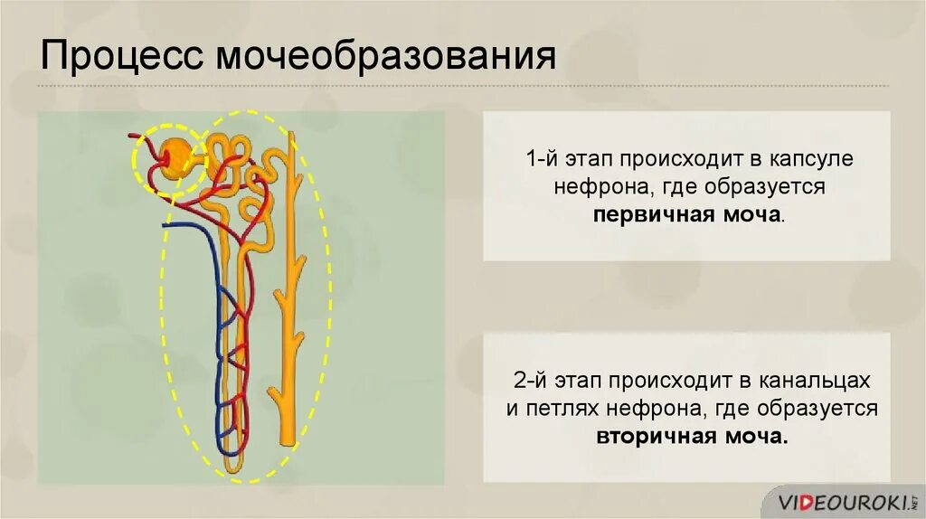 Фазы процесса мочеобразования. Строение нефрона процесс мочеобразования. Этапы мочеобразования. Схема процесса мочеобразования.