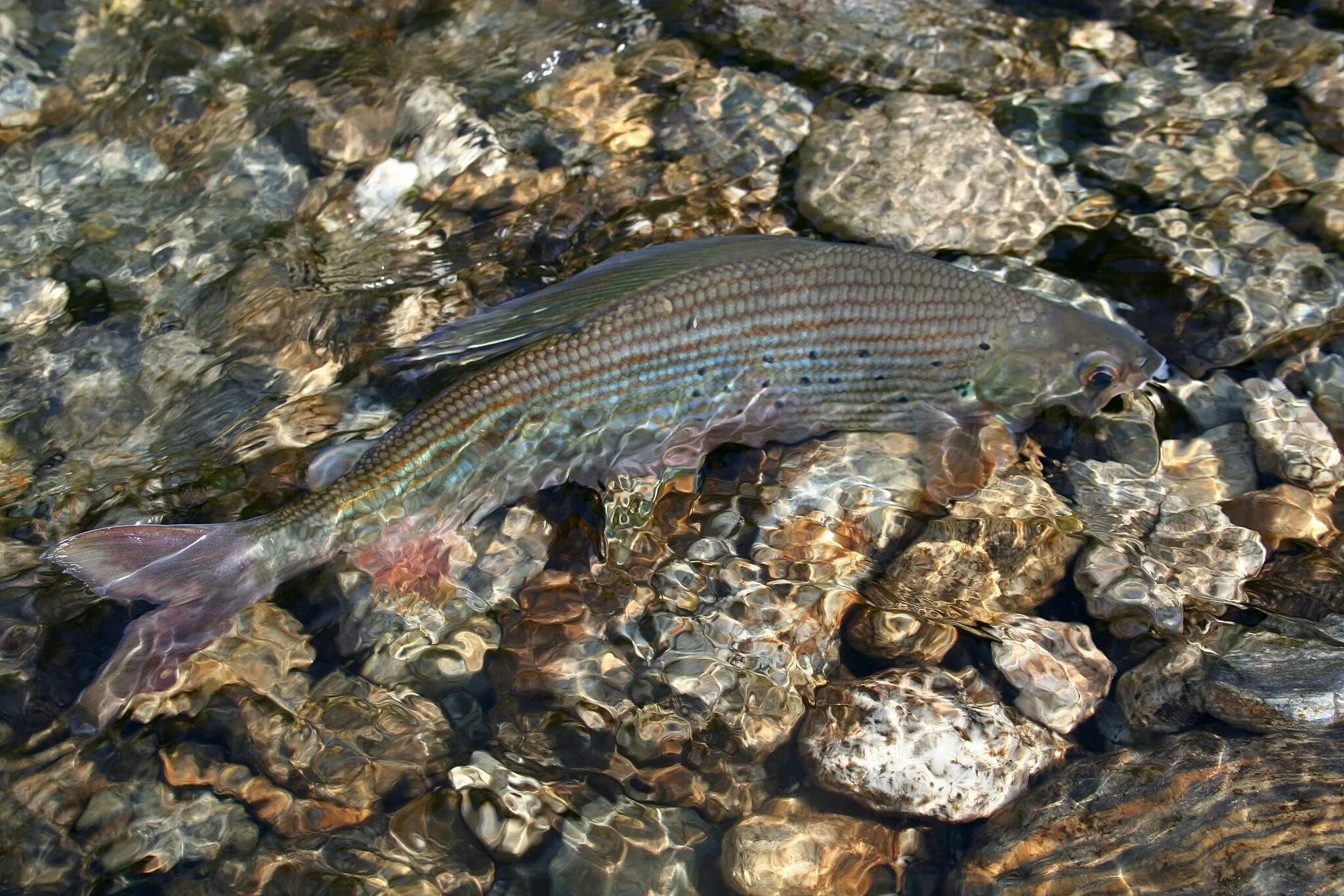 Сибирский хариус - Thymallus arcticus. Буреинский хариус. Сибирский Байкальский хариус. Байкальский заповедник хариус.