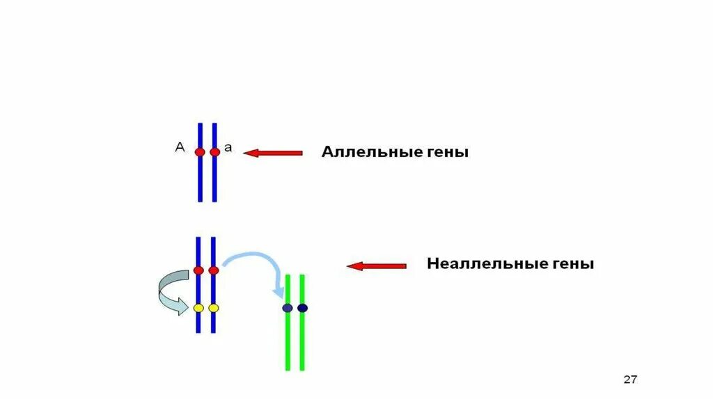 Аллельные гены. Аллельные гены реферат. Аллельные и неаллельные гены рисунок. Аллельные гены это в биологии. Группа крови аллельные гены