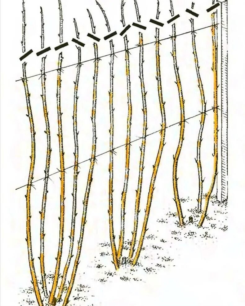На какую высоту обрезать малину весной. Подвязка ремонтантной малины. Схема обрезки ремонтантной малины весной. Ежевика Натчез на шпалере. Шпалера для черной малины Кумберленд.