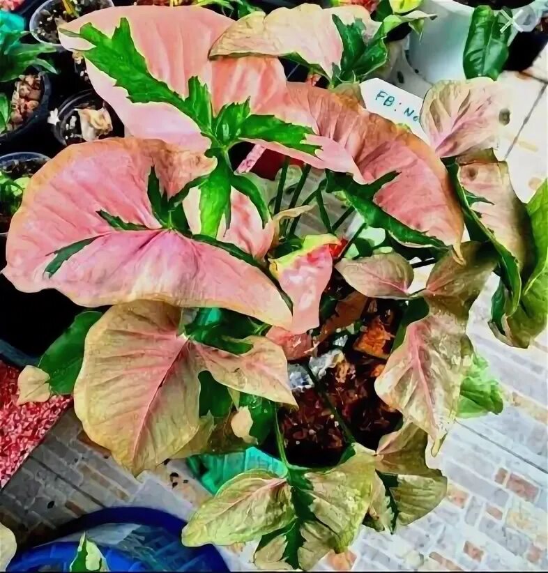 Сингониум неон пинк. Сингониум неон эрроу. Сингониум лава бьюти. Сингониум лава бьюти. Сингониум еллоу.