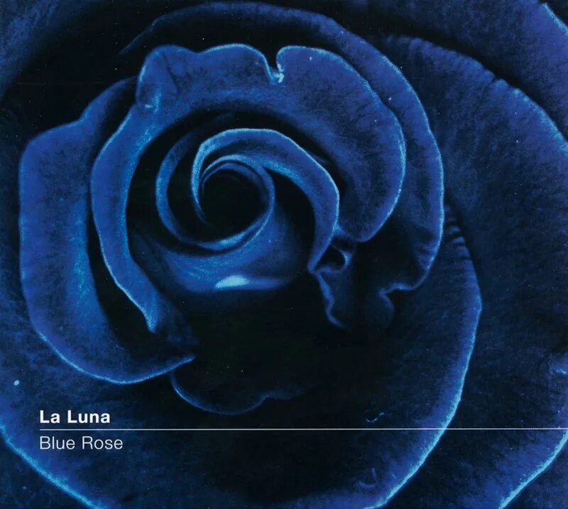 Blue rose песня. Blue rose песня. Blue remix r-. Blue rose песня. Синие розы frequence.