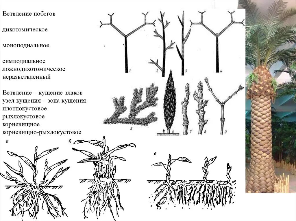 Ложнодихотомическое ветвление побегов. Моноподиальное ветвление побега. Верхушечное ветвление побегов. Дихотомическое ветвление побега.
