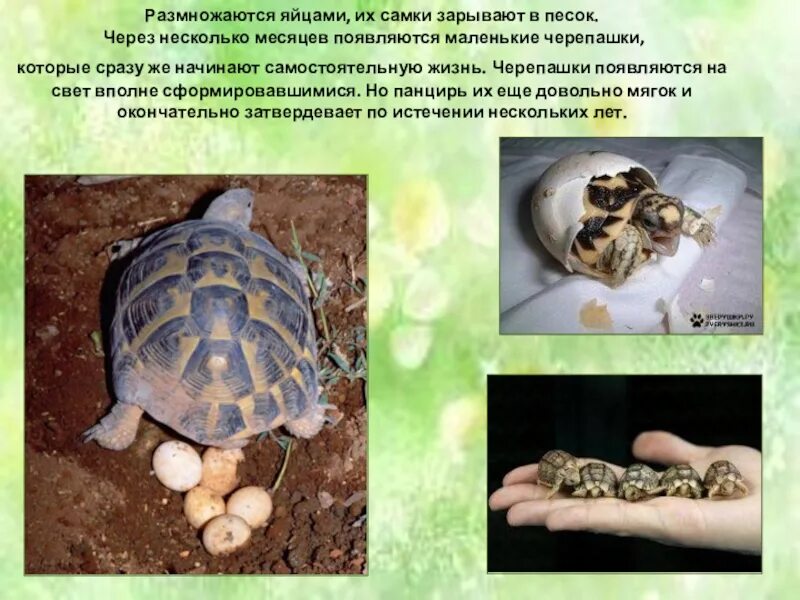 Черепаха информация для детей. Черепаха для презентации. Размножение черепашек. Презентация черепаха для дошкольников.