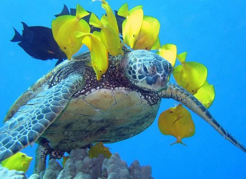 Среда обитания зеленой черепахи. Зеленая морская черепаха. Зеленая (суповая морская черепаха). Подводный мир черепахи. Зеленая морская черепаха в океане.