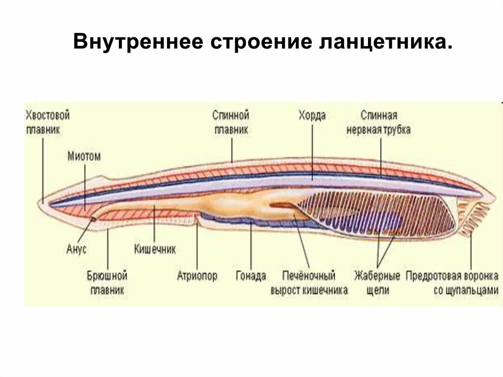 Головохордовые пищеварительная система. Строение головы ланцетника. Венозный синус ланцетника. Атриальная полость ланцетника. Ланцетник глотка