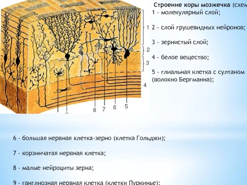 Мозжечок волокна. Схема строения мозжечка гистология. Схема строения коры мозжечка. Строение коры мозжечка гистология. Строение мозжечка слои.