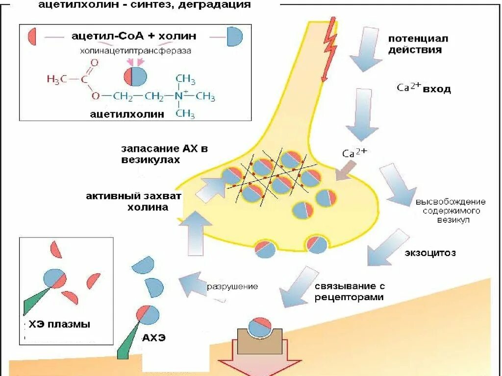 Медиатор синапса ацетилхолин. Схема функционирования холинергического синапса. Функции ацетилхолина биохимия. Ацетилхолин формула биохимия.