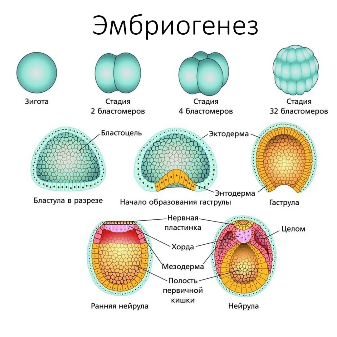 Этапы развития ланцетника эмбрионального развития. Эмбриональный этап онтогенеза схема. Яйцеклетка бластула гаструла ланцетника. Эмбриогенез бластула гаструла нейрула.