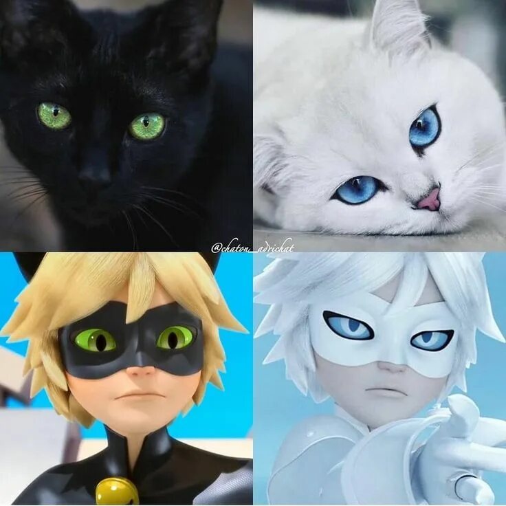 I love it how we stick to the cat! ❤ . . Credi Miraculous ladybug movie, Miracul