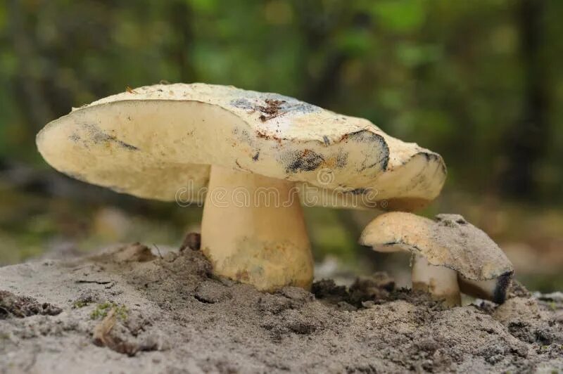 Гиропорус синеющий как готовить. Гриб гиропорус. gyroporus cyanescens. гиропорус синеющий. гиропорус песчаный.