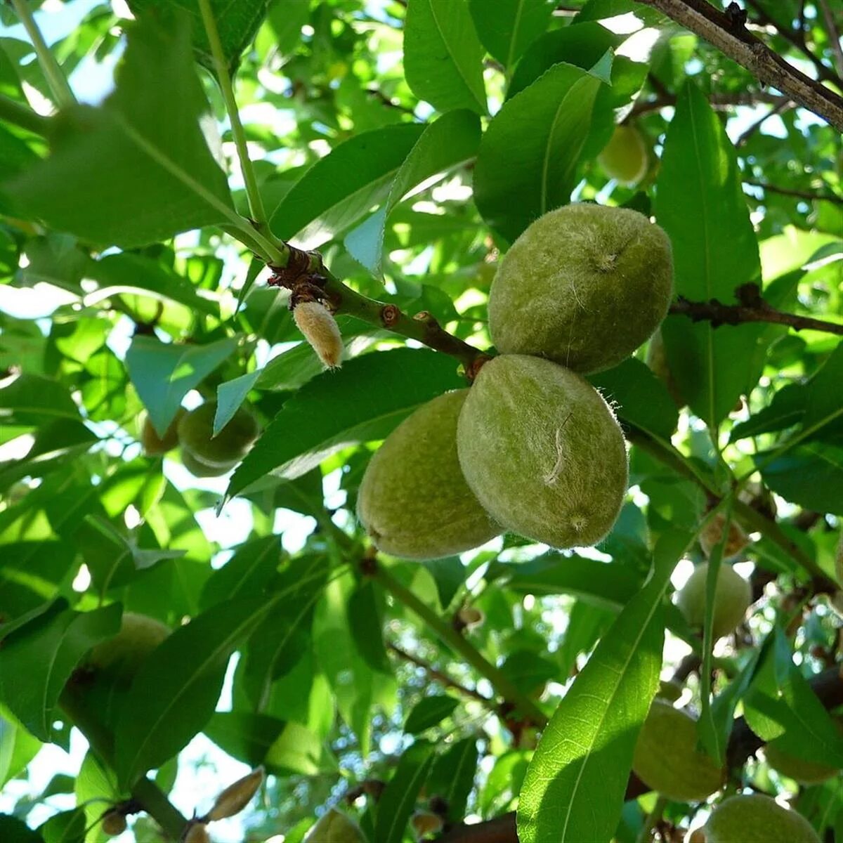 Миндаль простой. Миндаль обыкновенный (Prunus Dulcis). Миндаль обыкновенный Никитский. Миндаль Горький куст. Миндаль Горький дерево.