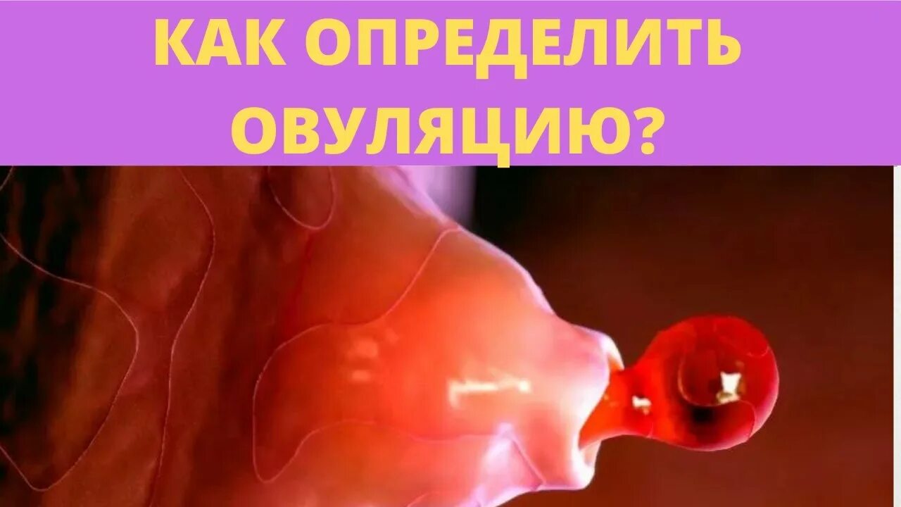 Овуляция симптомы. Процесс оплодотворения фото. Как отличить овуляцию