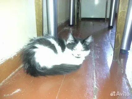 Кошки череповец