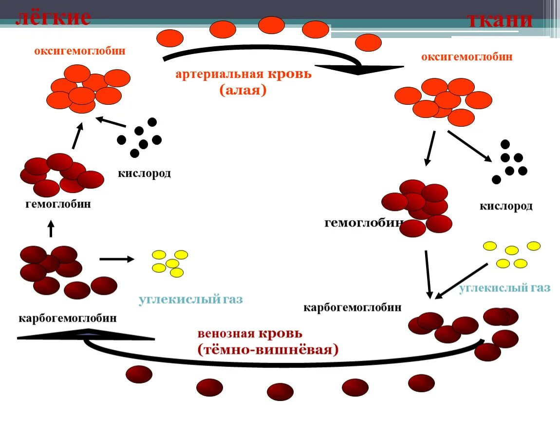 Обогащение легких кислородом. Перенос кислорода гемоглобином схема. Перенос кислорода эритроцитом схема. При насыщении крови кислородом гемоглобин превращается в .... Схема превращения гемоглобина в оксигемоглобин.
