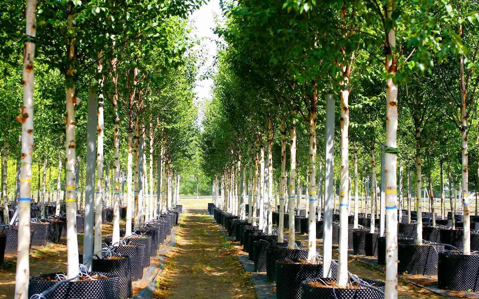 Береза повислая крона. Текст береза довольно быстрорастущее дерево. Береза довольно быстрорастущее дерево. Берёза довольно быстрорастущее дерево в благоприятных условиях. Береза довольно быстрорастущее дерево.