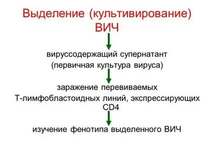 Культура вируса 5