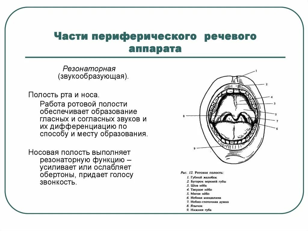 Функционирование речевого аппарата. Функционирование речевого аппарата