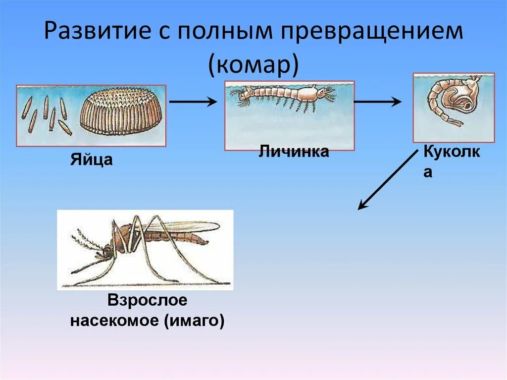 Яйцо личинка куколка Имаго. Развитие с полным превращением. С полным превращением развиваются. Комар полное превращение.