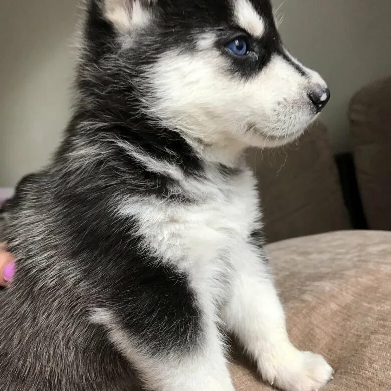 хаски щенки за 1 рубль. стоят щенки хаски. стоят щенки хаски. хаски щенок. сибирский хаски щенки.