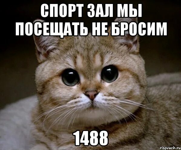 1488 Мем. Мы не бросим 1488. 1488 Стих. Никого сравнивать мы не бросим 1488.