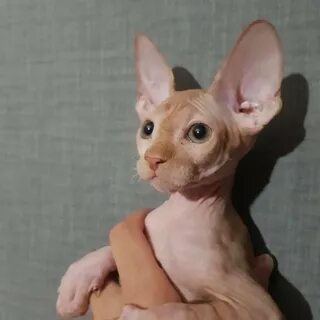 Авито сфинкс