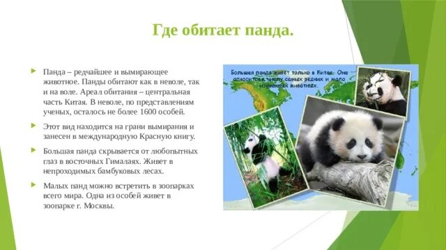 Представление ученые начинают звери составь предложение. Большая Панда ареал обитания. Панда ареал обитания на карте. Ареал обитания большой панды. Место обитания панды на карте.