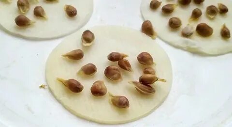 Сколько прорастает косточка мандарина