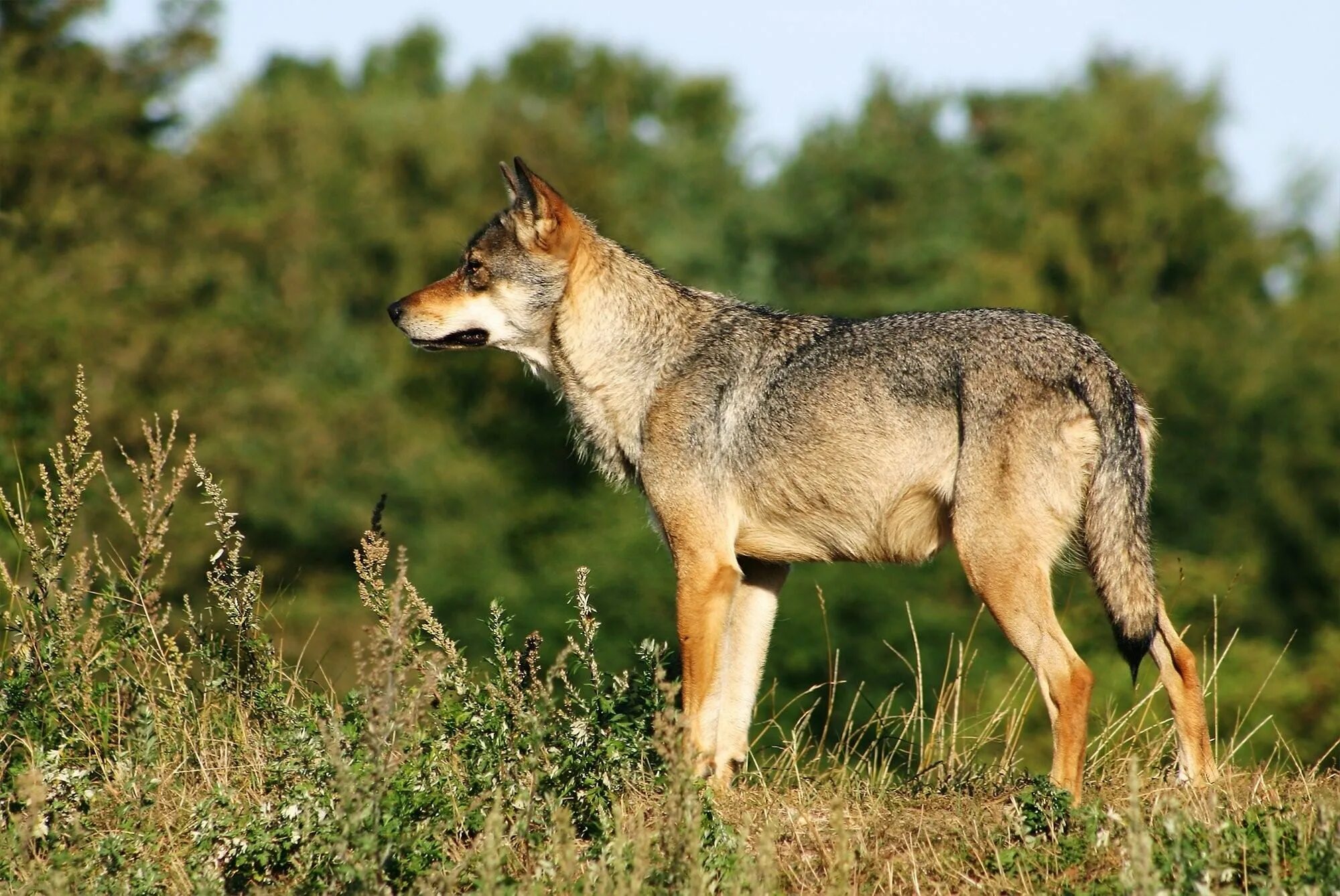 Степные волки 3. Канис Люпус. Волк canis Lupus. Степной волк Казахстана. Canis Lupus Campestris.