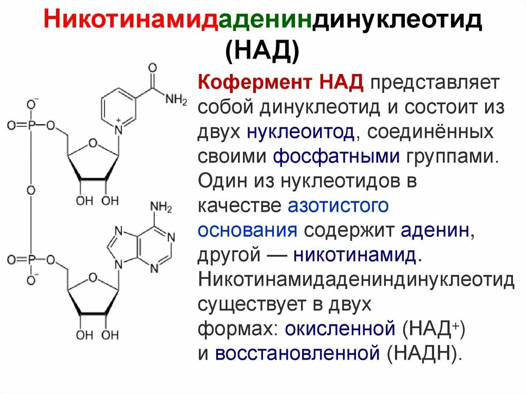 Строение никотинамид-аденин-динуклеотида. Никотинамид аденин динуклеотид витамин. Никотинамид аденин динуклеотид восстановленный. Строение кофермента над+. Нуклеотид представляет собой