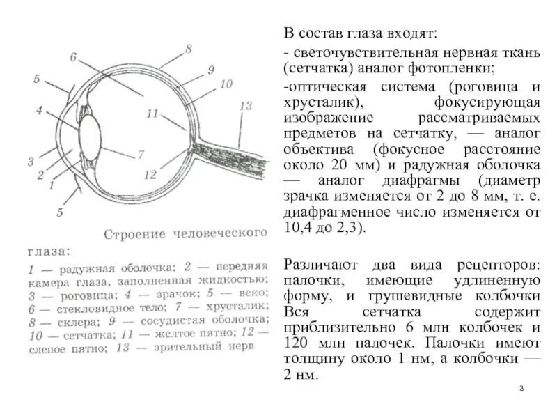 Строение желтого пятна глаза. Желтое и слепое пятно сетчатки глаза. Строение глаза слепое пятно. Строение глаза желтое пятно. Строение глаза с желтым и слепым пятном.