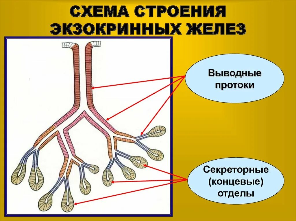 Концевой отдел и выводной проток. Экзокринные железы строение. Концевой отдел и выводной проток железы. Общий план строения экзокринной желёз. Экзокринные железы выводные протоки