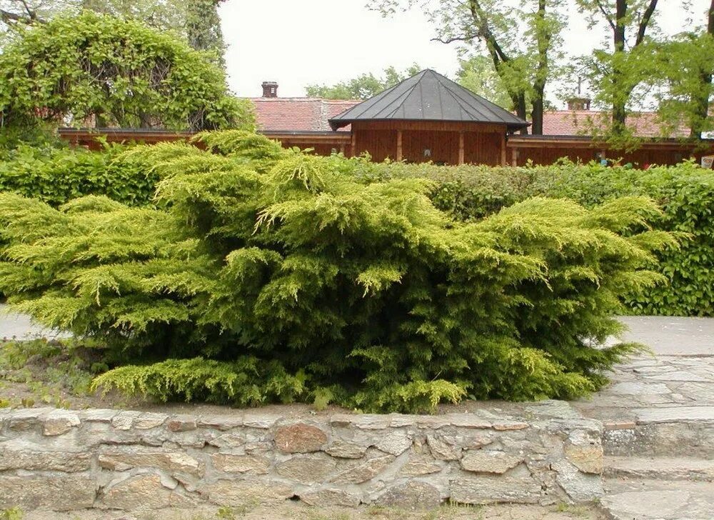 Juniperus media
