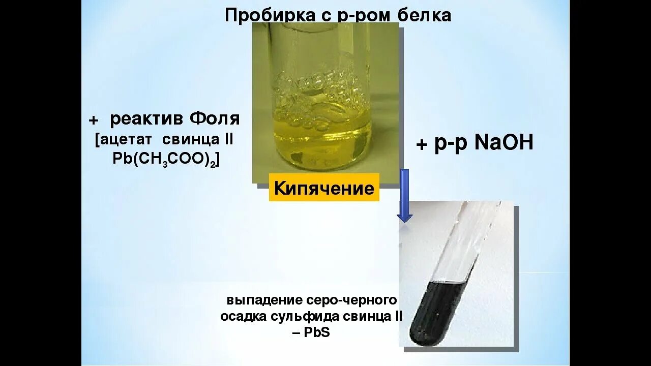 Реакция Фоля. Белок и Ацетат свинца. Цветные реакции на белки Фоля. Сульфгидрильная реакция с белком. Реакция нитрата свинца и сульфида натрия