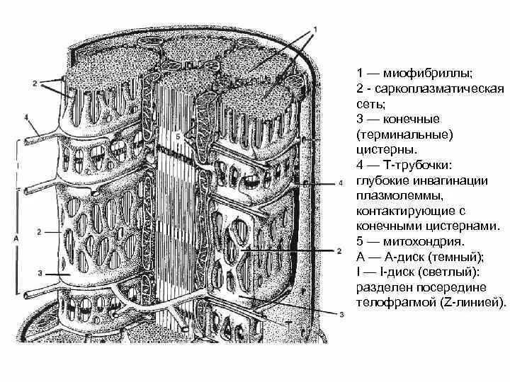 Цистерны саркоплазматического ретикулума. Саркоплазматическая сеть гистология схема. саркоплазматический ретикулум схема. терминальные цистерны саркоплазматической сети. саркоплазма мышечного волокна гистология.