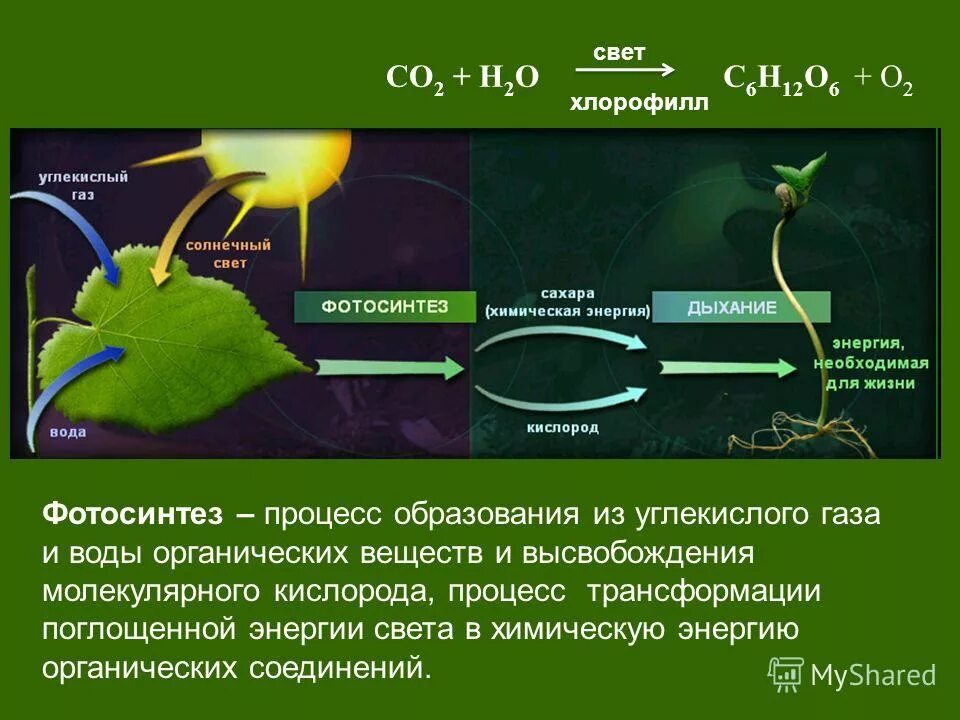 Во время фотосинтеза растения поглощают воду. Фотосинтез свет хлорофилл световая фаза и темновая фаза схема. Процесс фотосинтеза органическая химия. Фотосистема 1 фотосинтез. Образование кислорода в процессе фотосинтеза фаза.