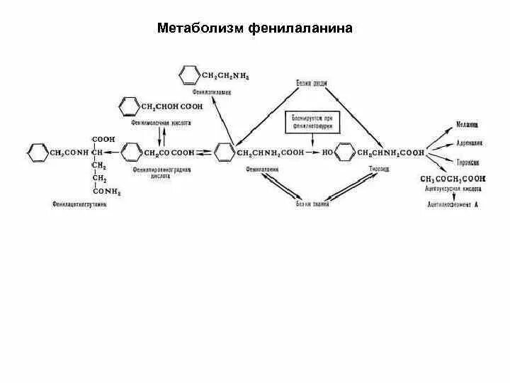Фенилаланин биохимия. Схема альтернативного пути метаболизма фенилаланина.. Метаболизм фенилаланина и тирозина биохимия. Метаболизм фенилаланина биохимия. Схема обмена фенилаланина и тирозина.