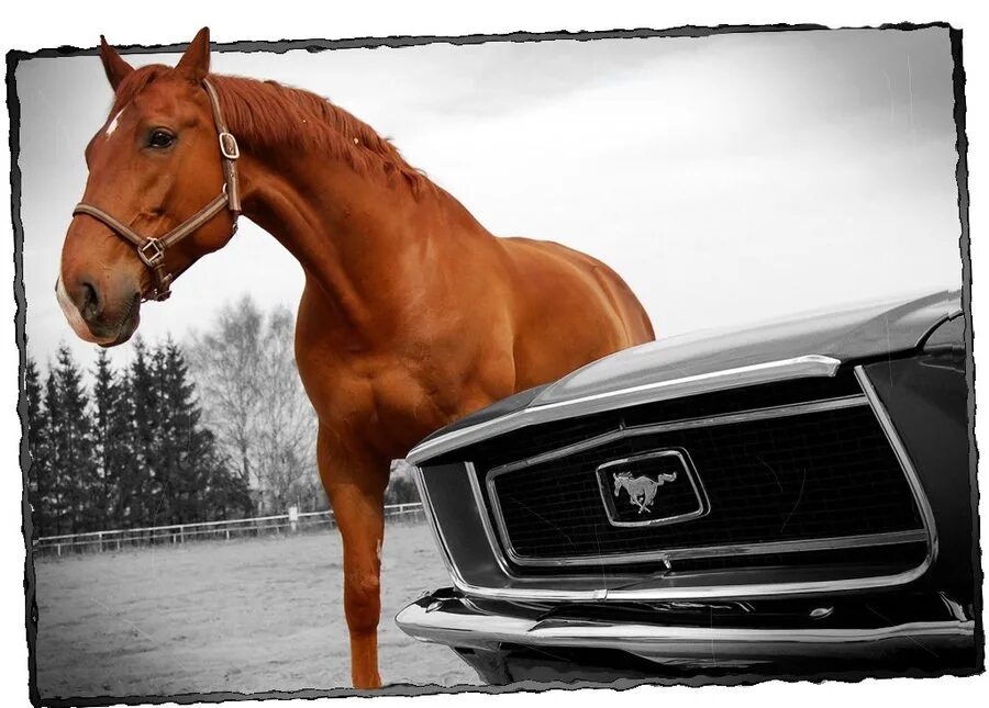 Конь какая машина. Машина с лошадкой. Конь и автомобиль. Спорткар с лошадью.