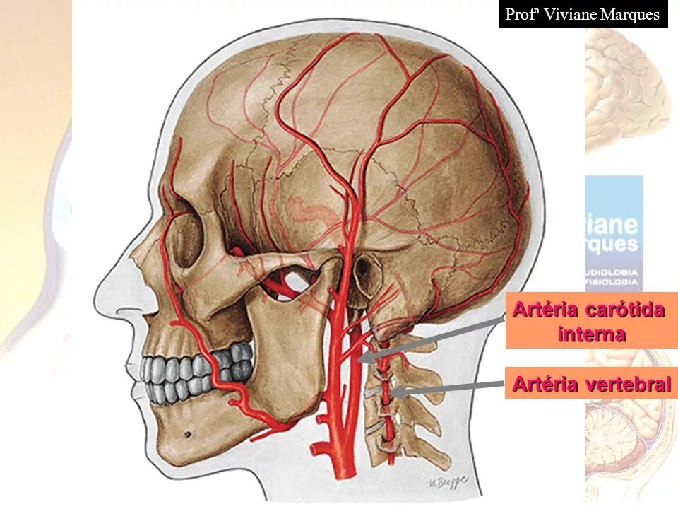 A maxillaris. Верхнечелюстная артерия на кт. Ветви верхней челюстной артерии. Артерия maxillaris. A. maxillaris – верхнечелюстная артерия.