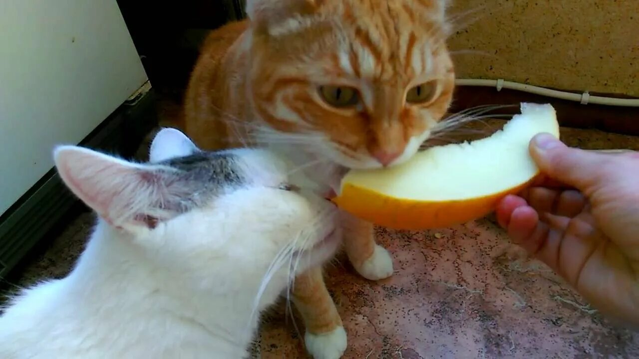 Кот ест дыню. Кошка дыня. коты едят дыню. кот съел дыню.
