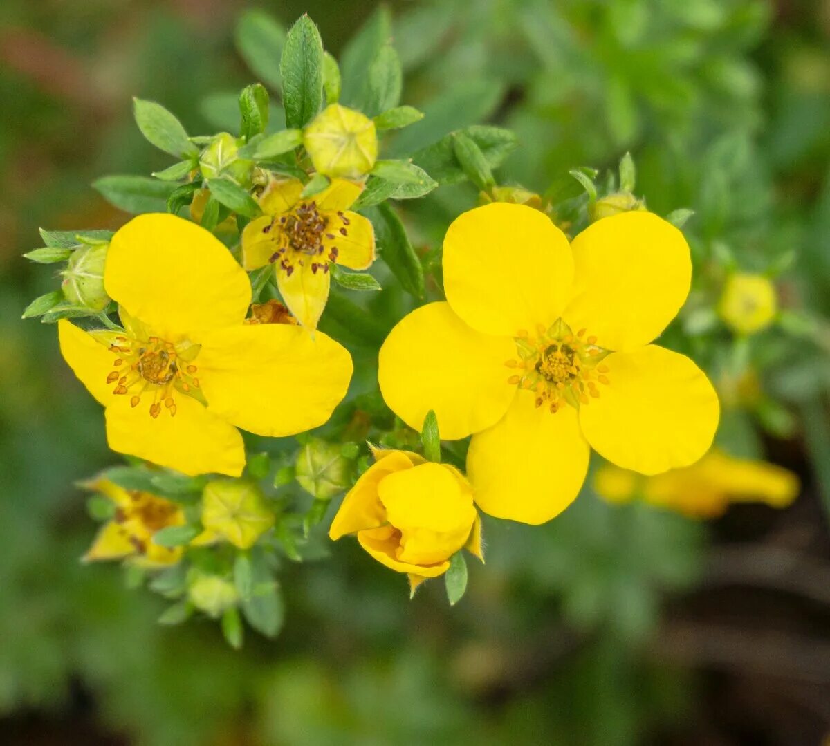 Лапчатка цветение. Лапчатка кустарниковая голдтеппич. лапчатка (potentilla). лапчатка кустарниковая катерина. лапчатка кустарниковая goldteppich.