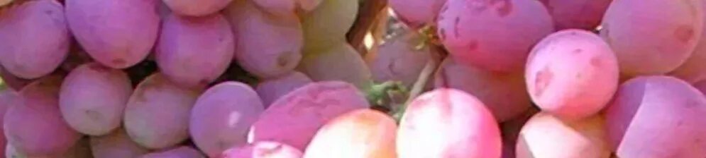 Виноград плодовый Памяти Хирурга в горшке 2 л V2 Солнечный сад - купить в Санкт-