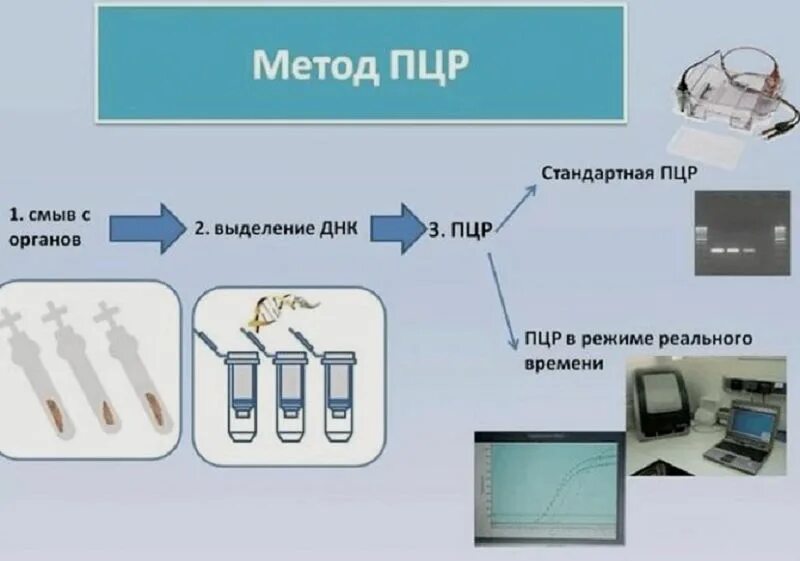 Метод обследование пцр. Методы исследования пцр. методика пцр. полимеразная цепная реакция (пцр). методика пцр диагностики.
