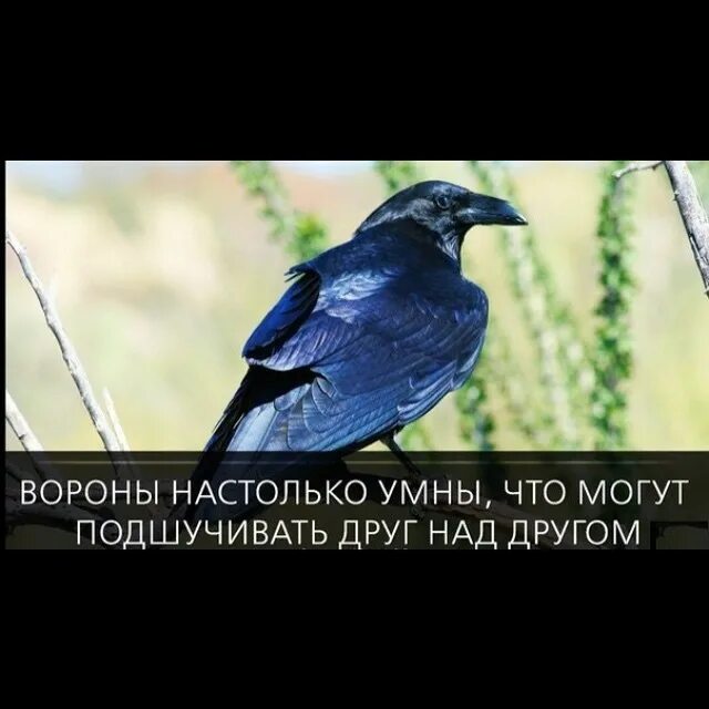 Умный ворон. Мудра ворона. Самая умная птица в мире. «мудрый ворон». Мудра ворона.