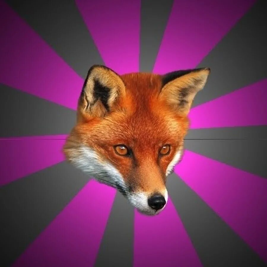 Foxes youtube. Лиса. Лиса картинка. Фото лисы. Лиса Мем.